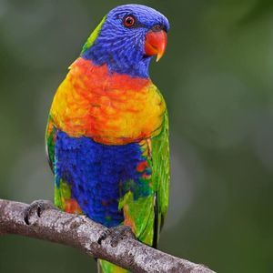 Meet your Posher, Stella