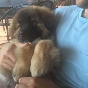 Meet your Posher, Joey