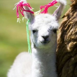 Meet your Posher, Tammy