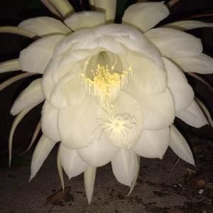 Meet your Posher, Cassandra