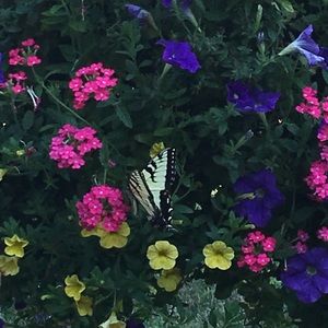 Meet your Posher, Simone