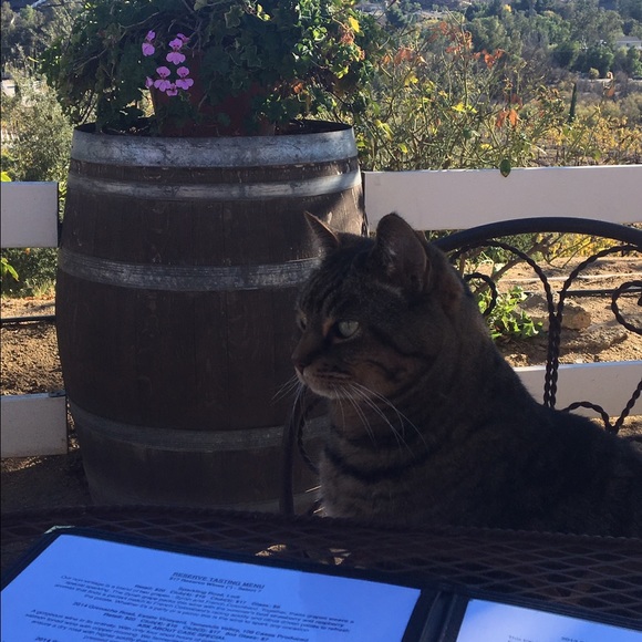 Meet your Posher, Tracy