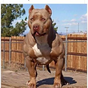 Meet your Posher, Patrice