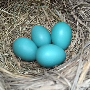 Meet your Posher, Deeann