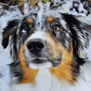 Meet your Posher, Austin