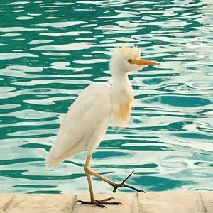 Meet your Posher, Julie