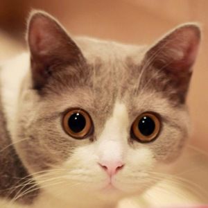 Meet your Posher, Xuefan