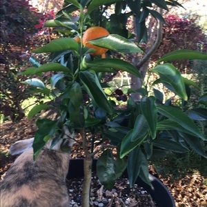 Meet your Posher, Gina