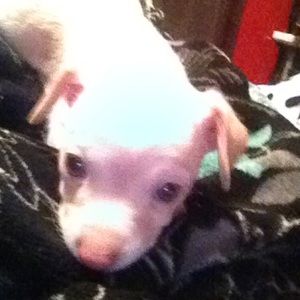 Meet your Posher, Brittney