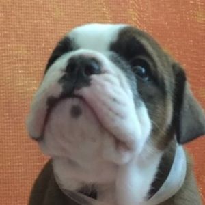 Meet your Posher, Chloe