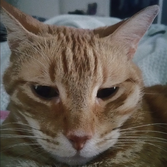 Meet your Posher, Cat