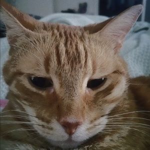 Meet your Posher, Cat