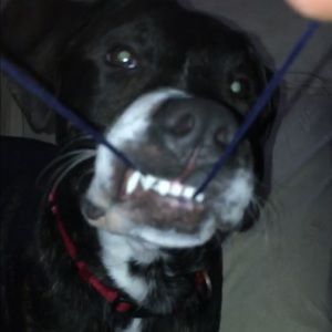 Meet your Posher, Evelyn