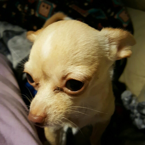 Meet your Posher, Donna - Picture 1 of 1