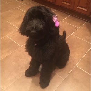 Meet your Posher, Jamie