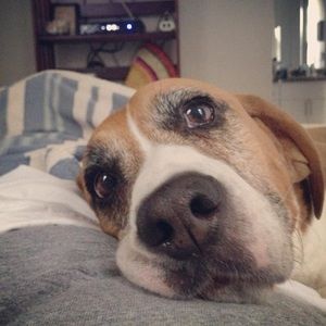 Meet your Posher, Missy