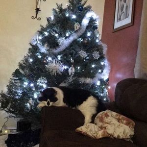 Meet your Posher, Sadie