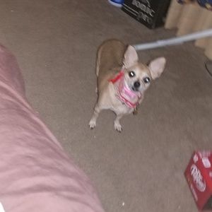 Meet your Posher, Dee