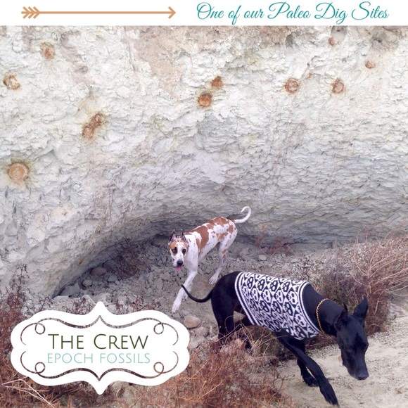 FOSSIL PENDANT - Requiem Shark Tooth - Picture 3 of 3