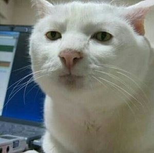 Meet your Posher, George