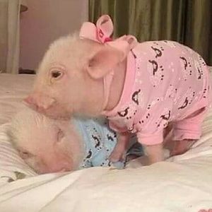 Meet your Posher, Stefania