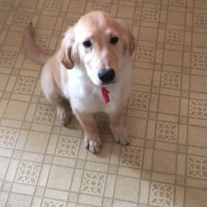 Meet your Posher, Dani