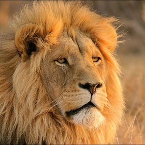 Meet your Posher, Cole