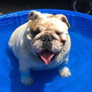 Meet your Posher, Stanley