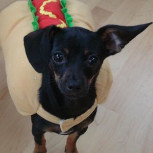 Meet your Posher, Pia