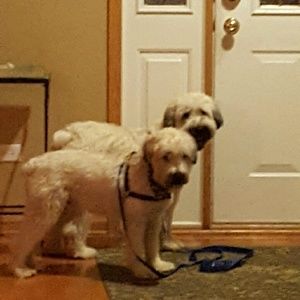 Meet your Posher, Pamela