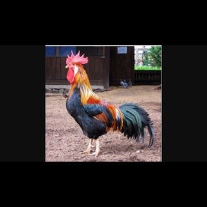 Meet your Posher, Joshua