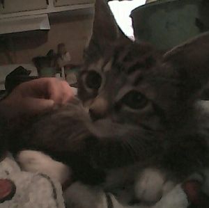 Meet your Posher, Tabby