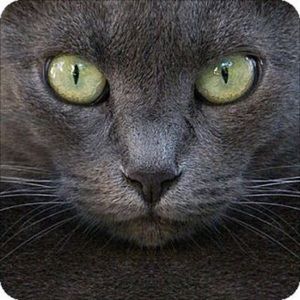 Meet your Posher, Julie