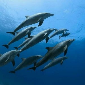 Meet your Posher, Amelia