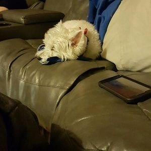 Meet your Posher, Shane