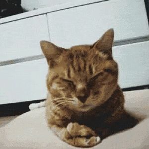 Meet your Posher, Lucy