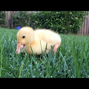 Meet your Posher, Denise