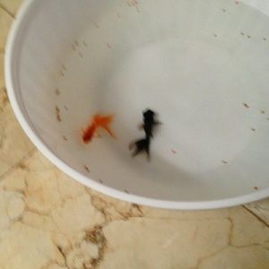 Meet your Posher, Ali