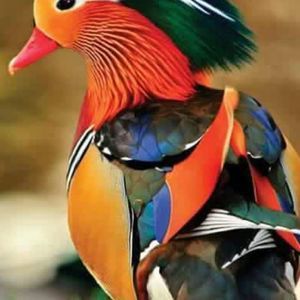 Meet your Posher, Magdalena