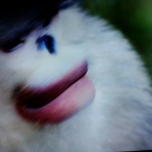 Meet your Posher, Dennis