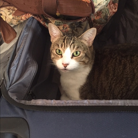 Meet your Posher, Rose - Picture 2 of 2