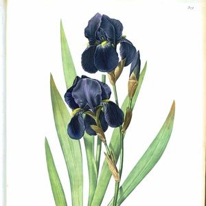 Meet your Posher, Iris