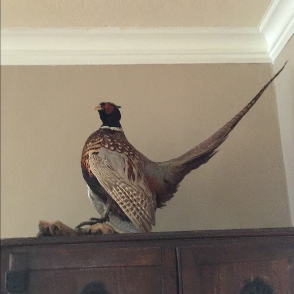 Awesome mounted pheasant