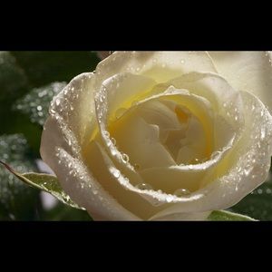 Meet your Posher, Georgina