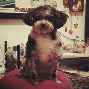 Meet your Posher, Henry