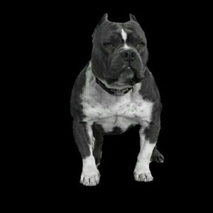 Meet your Posher, Fabian