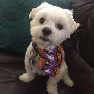 Meet your Posher, Ramona