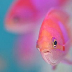 Meet your Posher, Melody