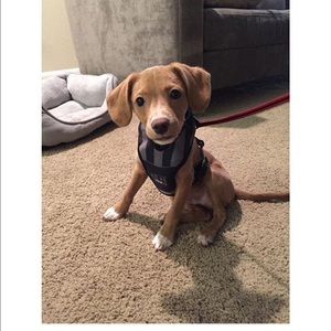 Meet your Posher, Violet