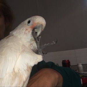 Meet your Posher, Penny